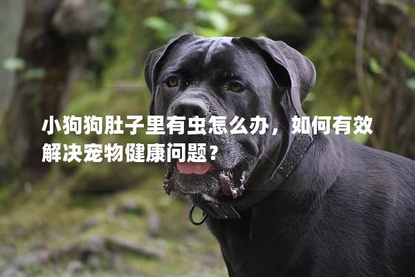 小狗狗肚子里有蟲怎么辦，如何有效解決寵物健康問題？