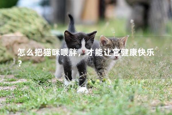 怎么把貓咪喂胖，才能讓它健康快樂？