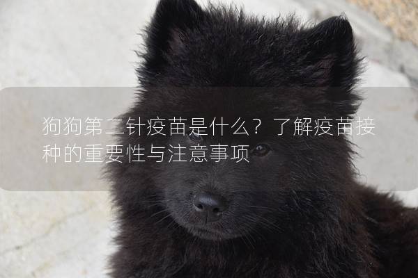 狗狗第二針疫苗是什么？了解疫苗接種的重要性與注意事項