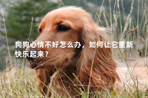 狗狗心情不好怎么辦，如何讓它重新快樂起來？