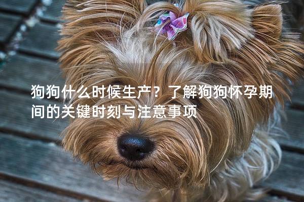 狗狗什么時候生產？了解狗狗懷孕期間的關鍵時刻與注意事項