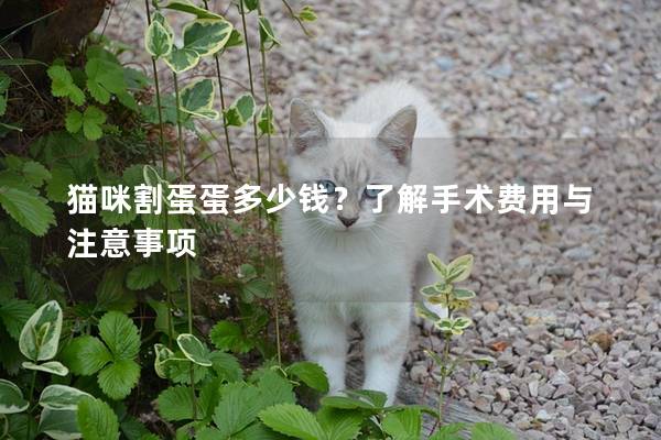 貓咪割蛋蛋多少錢？了解手術費用與注意事項