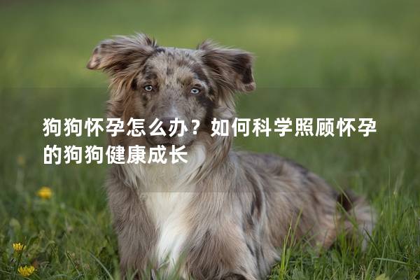 狗狗懷孕怎么辦?如何科學(xué)照顧懷孕的狗狗健康成長 狗狗懷孕怎么辦?如何科學(xué)照顧懷孕的狗狗健康成長