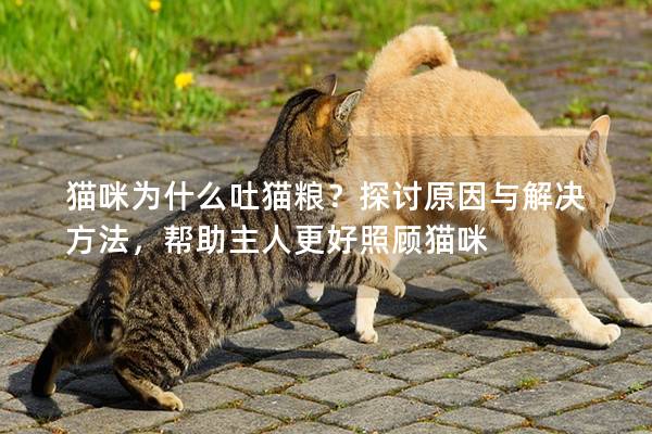 貓咪為什么吐貓糧？探討原因與解決方法，幫助主人更好照顧貓咪