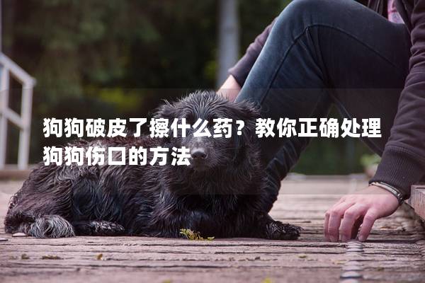 狗狗破皮了擦什么藥？教你正確處理狗狗傷口的方法