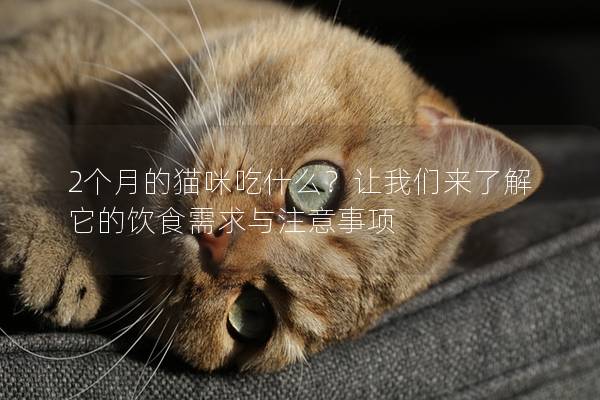 2個月的貓咪吃什么？讓我們來了解它的飲食需求與注意事項