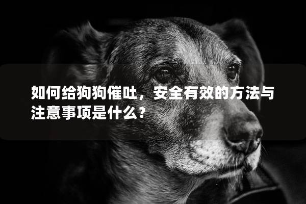 如何給狗狗催吐，安全有效的方法與注意事項(xiàng)是什么？