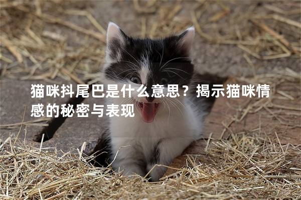 貓咪抖尾巴是什么意思？揭示貓咪情感的秘密與表現