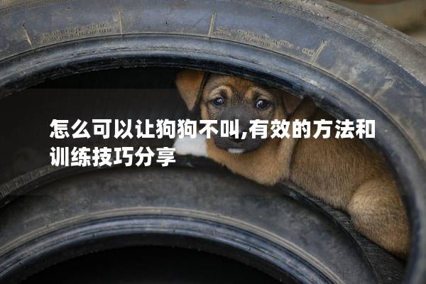 怎么可以讓狗狗不叫,有效的方法和訓練技巧分享