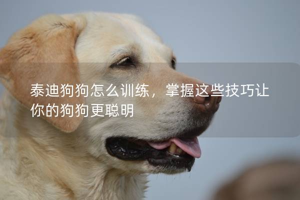 泰迪狗狗怎么訓(xùn)練，掌握這些技巧讓你的狗狗更聰明