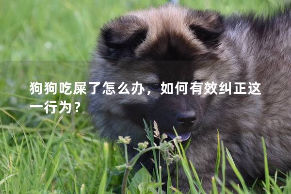 狗狗吃屎了怎么辦，如何有效糾正這一行為？