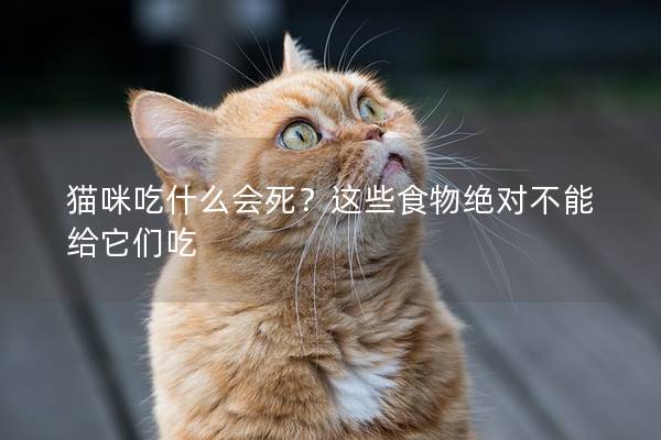 貓咪吃什么會(huì)死？這些食物絕對(duì)不能給它們吃