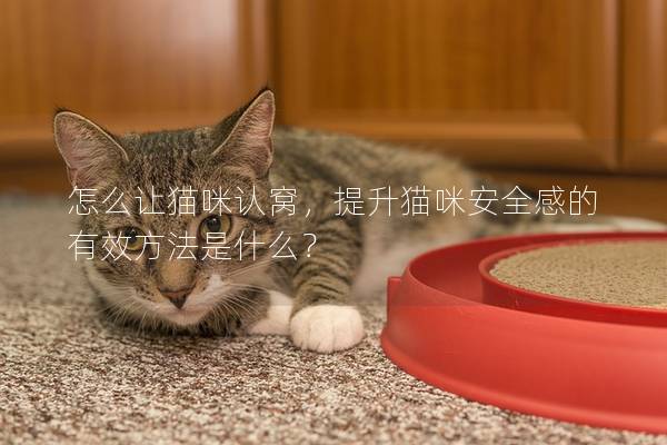 怎么讓貓咪認窩，提升貓咪安全感的有效方法是什么？