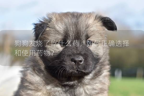 狗狗發燒了吃什么藥，如何正確選擇和使用藥物？