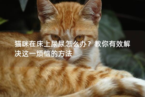 貓咪在床上尿尿怎么辦？教你有效解決這一煩惱的方法