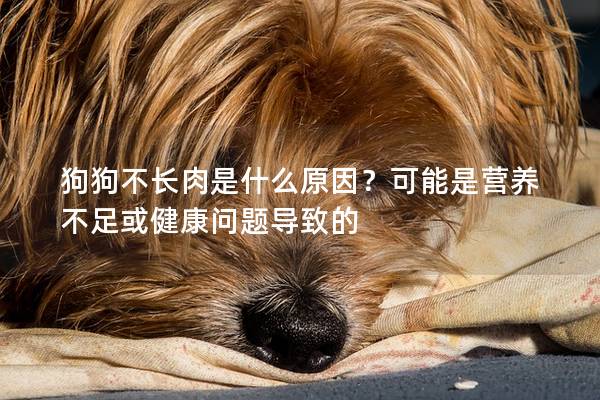 狗狗不長肉是什么原因？可能是營養不足或健康問題導致的