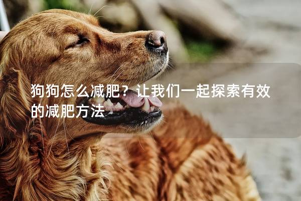 狗狗怎么減肥？讓我們一起探索有效的減肥方法