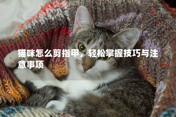貓咪怎么剪指甲，輕松掌握技巧與注意事項