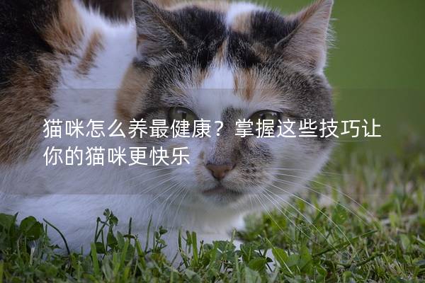 貓咪怎么養最健康？掌握這些技巧讓你的貓咪更快樂