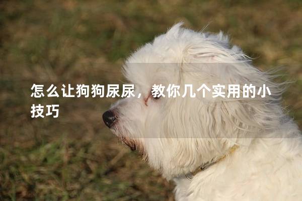 怎么讓狗狗尿尿，教你幾個實用的小技巧
