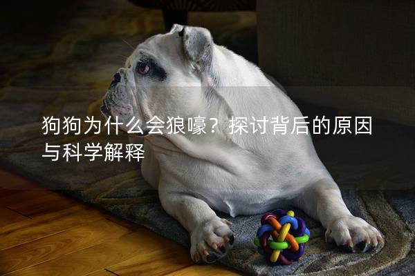 狗狗為什么會狼嚎？探討背后的原因與科學解釋