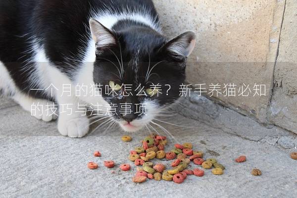 一個月的貓咪怎么養？新手養貓必知的技巧與注意事項