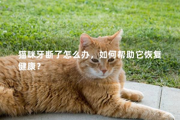 貓咪牙斷了怎么辦，如何幫助它恢復健康？