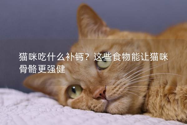 貓咪吃什么補鈣？這些食物能讓貓咪骨骼更強健