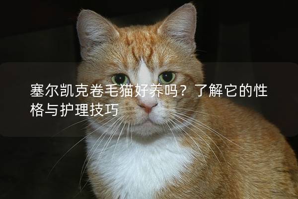 塞爾凱克卷毛貓好養(yǎng)嗎?了解它的性格與護(hù)理技巧 塞爾凱克卷毛貓好養(yǎng)嗎?了解它的性格與護(hù)理技巧