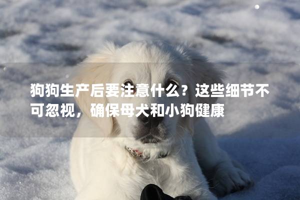 狗狗生產后要注意什么？這些細節不可忽視，確保母犬和小狗健康