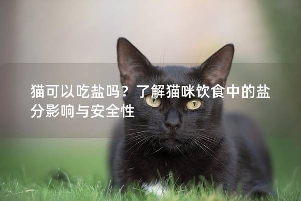 貓可以吃鹽嗎？了解貓咪飲食中的鹽分影響與安全性