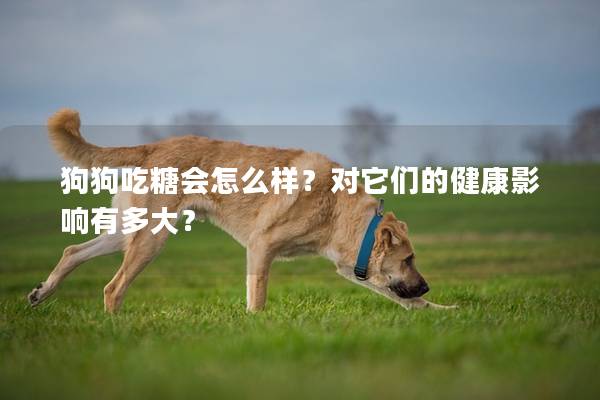 狗狗吃糖會怎么樣？對它們的健康影響有多大？