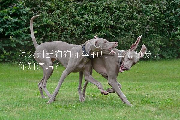 怎么判斷狗狗懷孕的幾個(gè)重要跡象，你知道嗎？