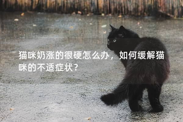 貓咪奶漲的很硬怎么辦，如何緩解貓咪的不適癥狀？