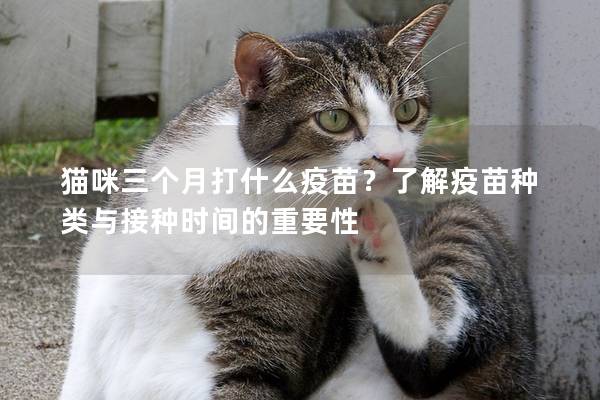 貓咪三個月打什么疫苗？了解疫苗種類與接種時間的重要性