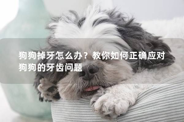 狗狗掉牙怎么辦?教你如何正確應對狗狗的牙齒問題 狗狗掉牙怎么辦?教你如何正確應對狗狗的牙齒問題