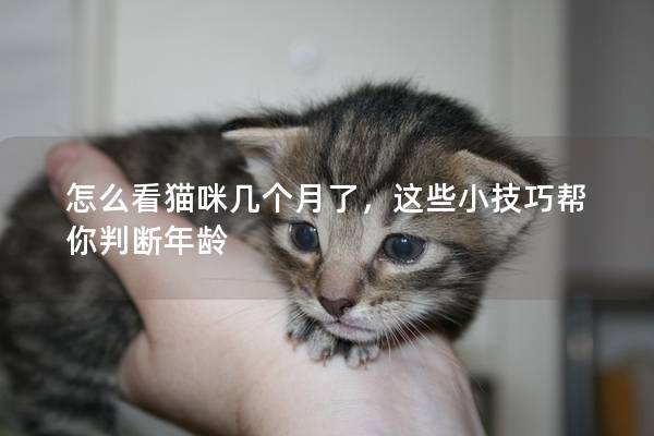 怎么看貓咪幾個月了，這些小技巧幫你判斷年齡