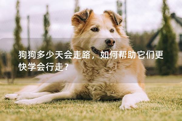 狗狗多少天會(huì)走路，如何幫助它們更快學(xué)會(huì)行走？