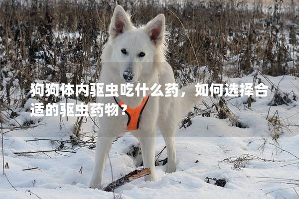 狗狗體內驅蟲吃什么藥，如何選擇合適的驅蟲藥物？