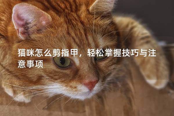 貓咪怎么剪指甲，輕松掌握技巧與注意事項