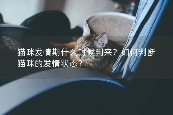 貓咪發(fā)情期什么時候到來？如何判斷貓咪的發(fā)情狀態(tài)？