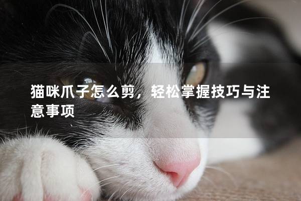 貓咪爪子怎么剪，輕松掌握技巧與注意事項