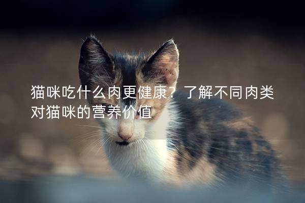 貓咪吃什么肉更健康？了解不同肉類對貓咪的營養價值