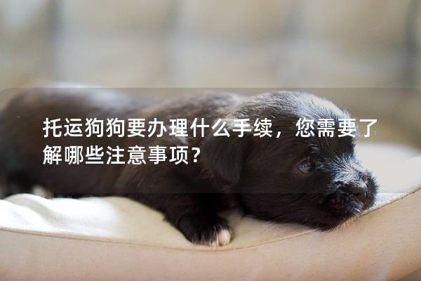 托運狗狗要辦理什么手續(xù)，您需要了解哪些注意事項？