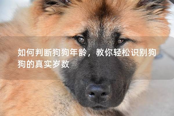 如何判斷狗狗年齡，教你輕松識別狗狗的真實歲數(shù)