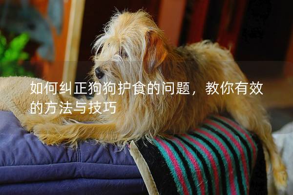 如何糾正狗狗護食的問題，教你有效的方法與技巧