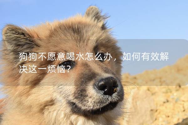 狗狗不愿意喝水怎么辦，如何有效解決這一煩惱？