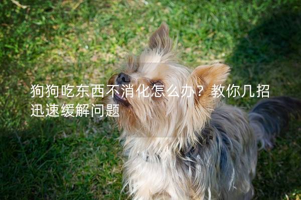 狗狗吃東西不消化怎么辦？教你幾招迅速緩解問(wèn)題