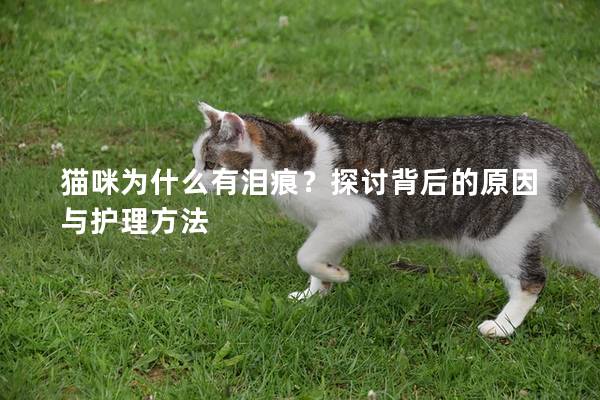 貓咪為什么有淚痕？探討背后的原因與護理方法