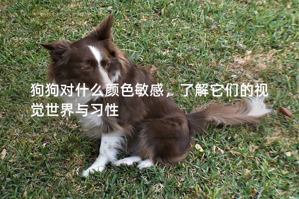 狗狗對什么顏色敏感，了解它們的視覺世界與習性